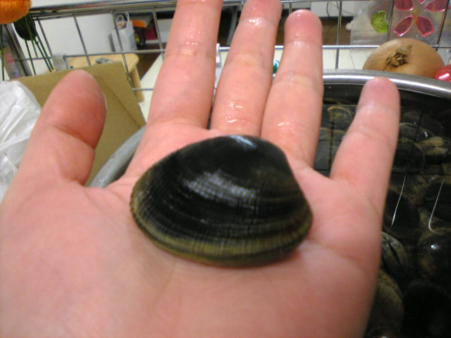 ���q���Ŏ���A�T���͂ł����č���