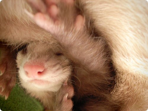 ��Ƃ̖тނ������