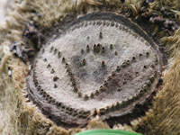 �����̖�