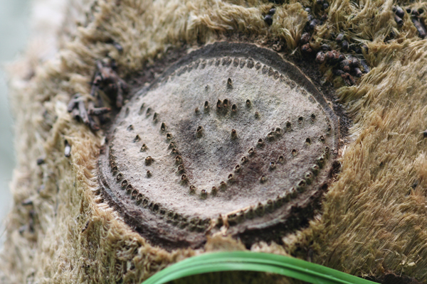 �����̖�