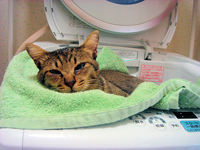 �^�I���с{�L��