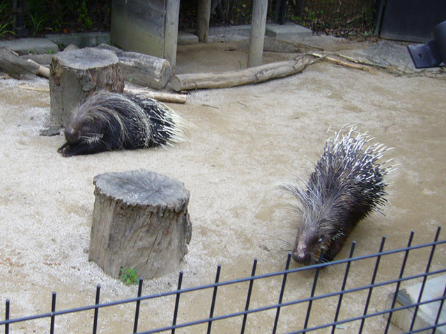 �j�тƂ����Ă��тł�����