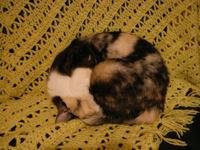 �A�����i�C�g