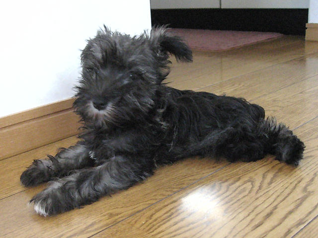 �䂪�Ƃ̈���