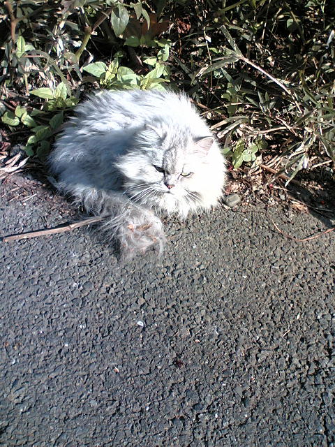 �ߏ��ɂ���m���L