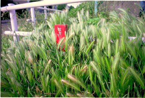 �H�͏H�ł����̏H