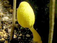 �䂪�Ƃ̃v�����^�[��