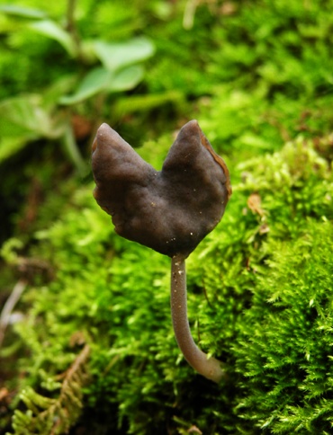 ���ɂ΂���