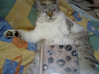 �X�s�b�c�̃V���O���R���N�V����