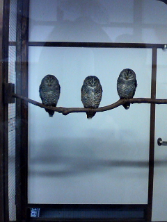 �C���R�̕@��