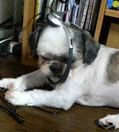 �˂��A�Q�Ă��킯����Ȃ��񂾂���˂��I