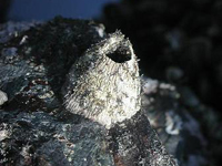 ������t�W���}�I