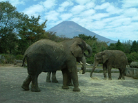 �x�m�R in �A�t���J