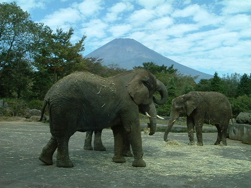 �x�m�R in �A�t���J