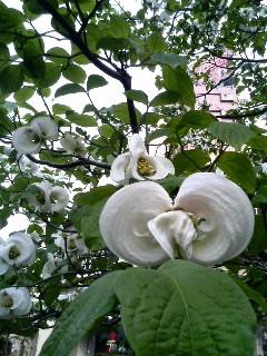 ���ł���H