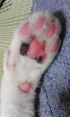 �s���N�̃n�[�g