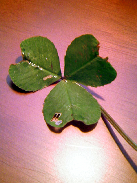 ���H���ł���������