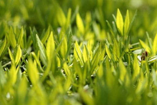 ���̂ւ�̐A�����݂ł���