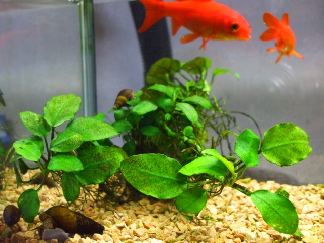 �����Ƌ����ƃJ���j�i