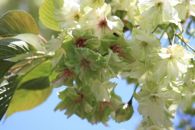 �M���C�R�E