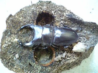 �V�R���́�