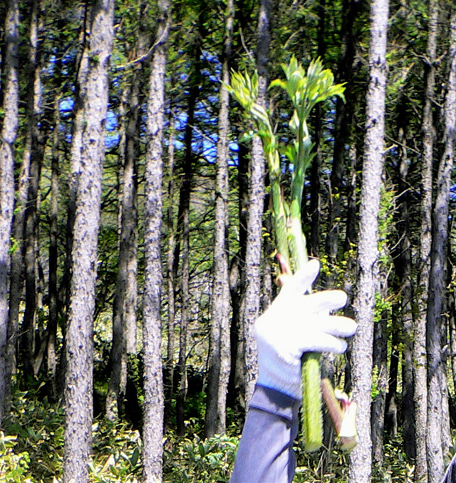 ��D���@�̂����ǁ[!