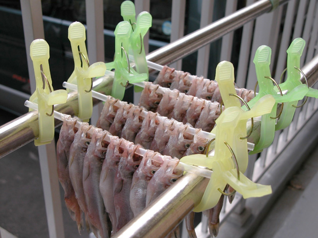 �����Ă݂܂����B