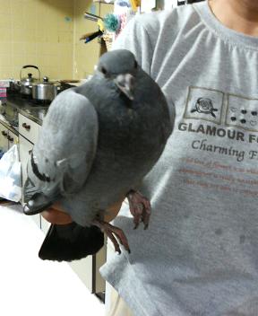 ���u���s�[�X�I�H