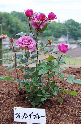 �V���b�L���O�u���[