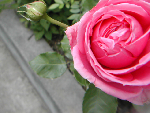 ���I�i���h�_�r���`