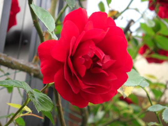 �^���Ԃȃo����