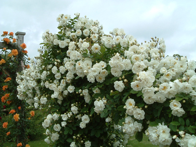 ��o�������J