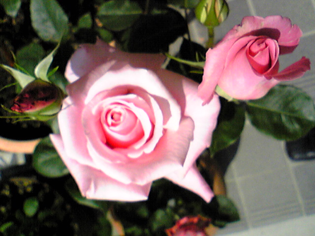 2�N�ڂ������J��