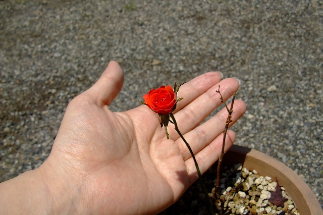 �������Ⴍ�Ă��K�N