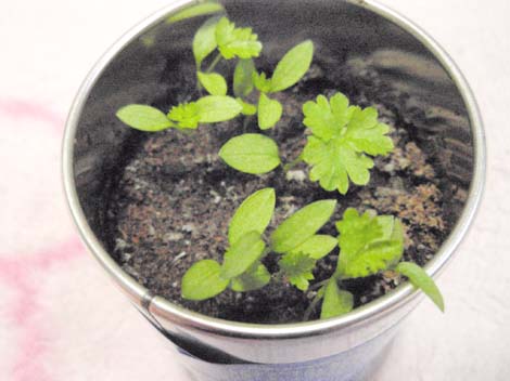 �p�Z������ĂĂ��܂��B