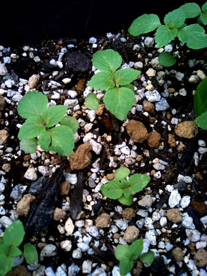 �{�t���o�Ă���