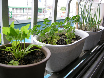 �䂪�Ƃ̖򖡕���