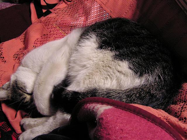 �q���̊��̓����Ɠ���