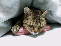 �~�Ƃ����΃R���B