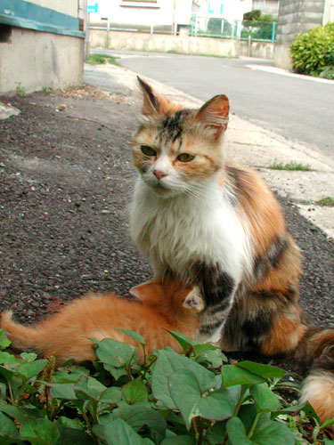 �S�̉��x���㏸���܂���