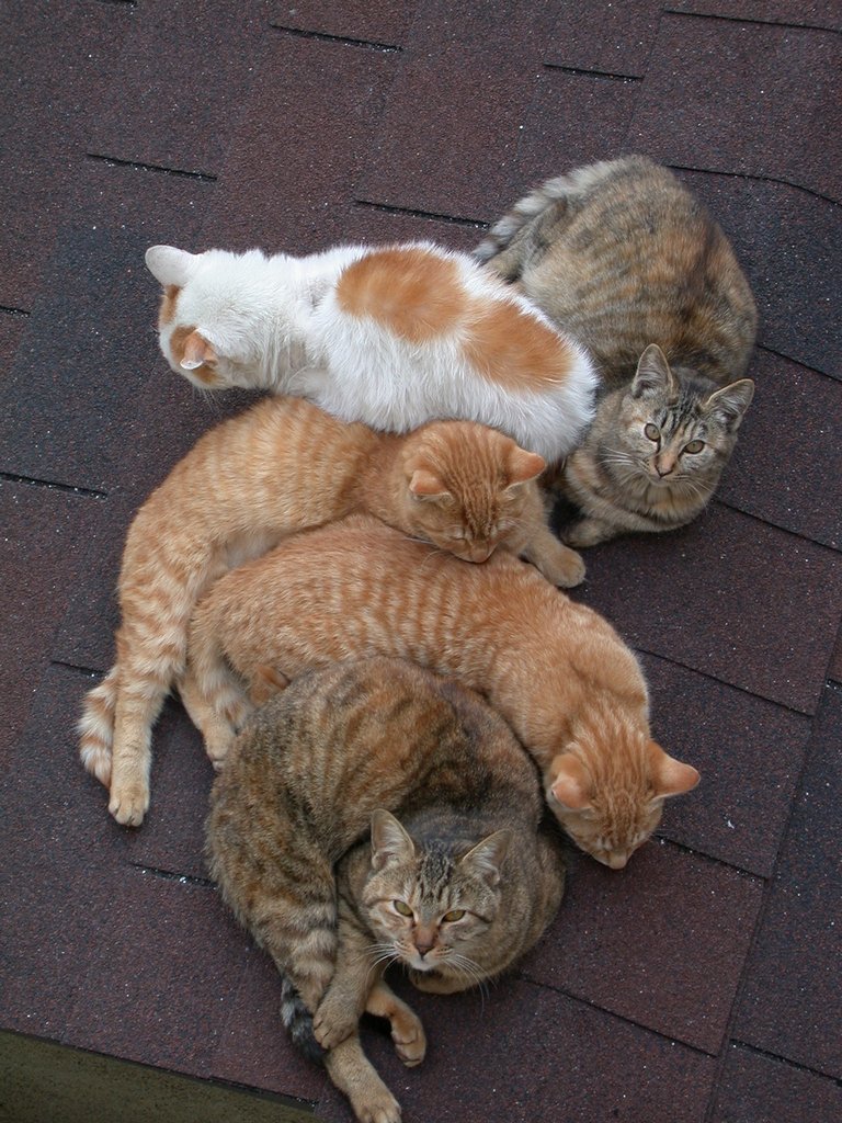 �˂��݂�����