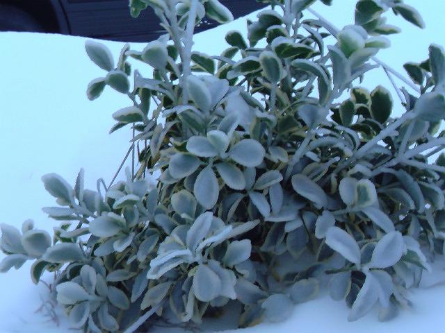 �}�C�i�X7��