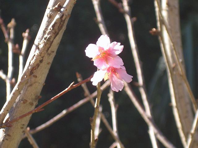 �������炢��������B