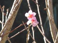 �������炢��������B