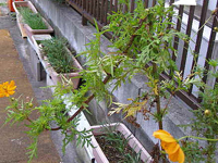 ����ł��炢�Ă�