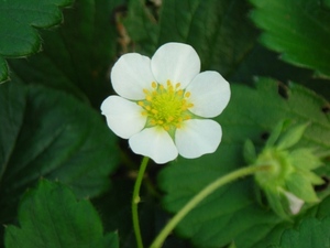 �ӂ��̂��̉�