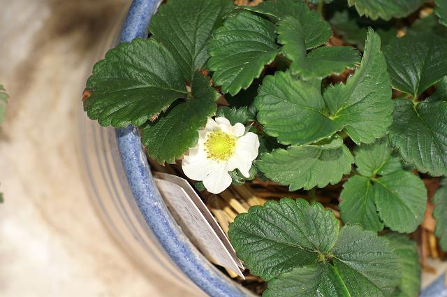 �����̂��������̉�