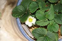 �����̂��������̉�