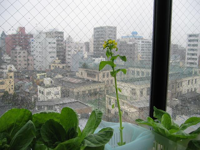 ���ۍ؉��̔���