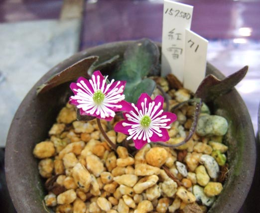 �Ƃ��Ă������Ԃ�����